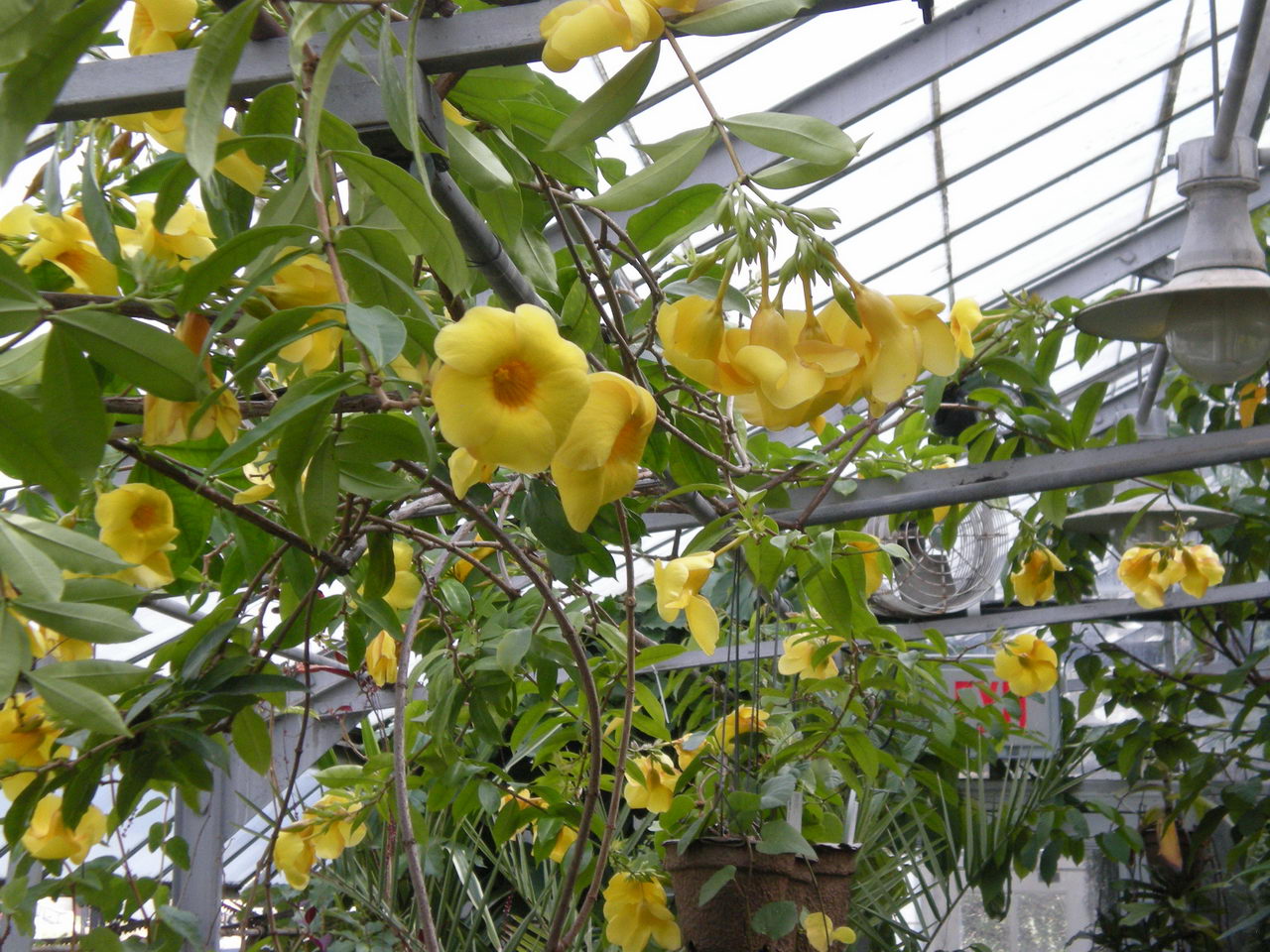 Allamanda Cathartica